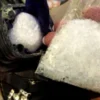 metamfetamin